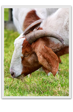A goat grazing